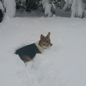 Winston snow