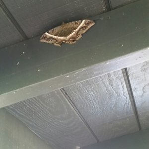 moth-Kauai