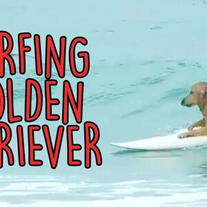 Surfing Golden Retriever (Maya) - Prainha, São Francisco do Sul (RAW)