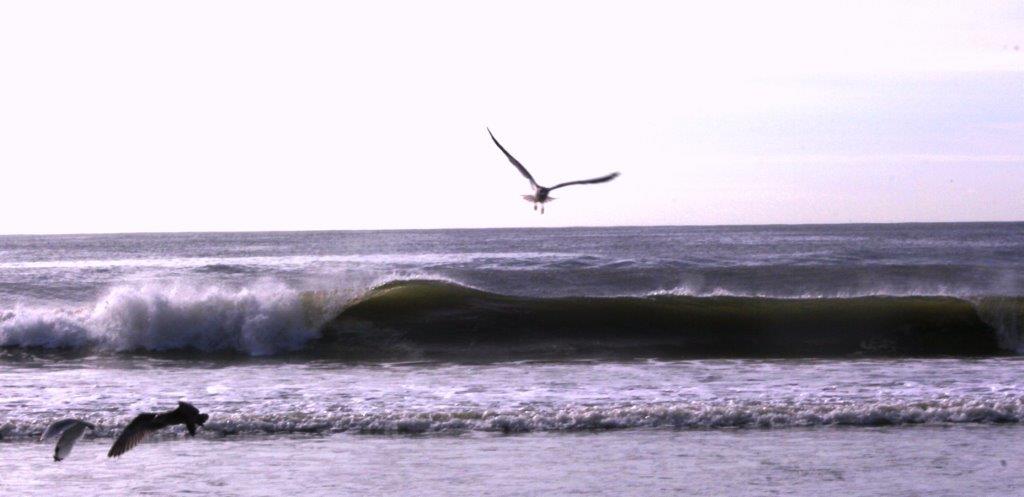 Birds_above_the_wave
