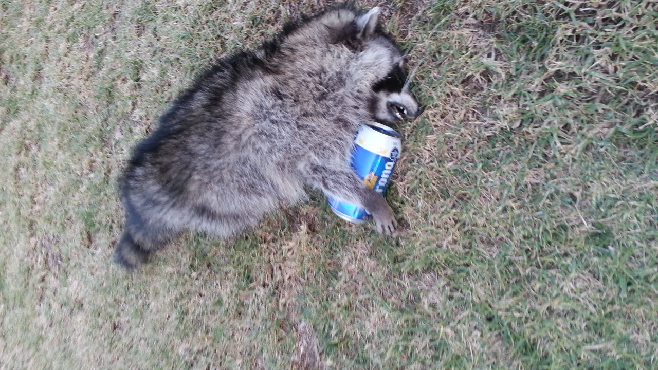 Drunk_Raccoon