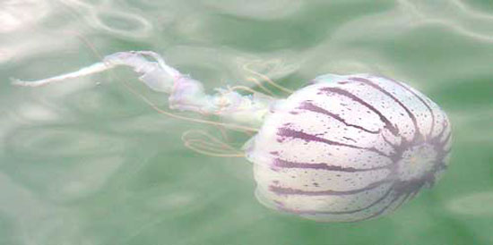 La Jolla Local Jellyfish