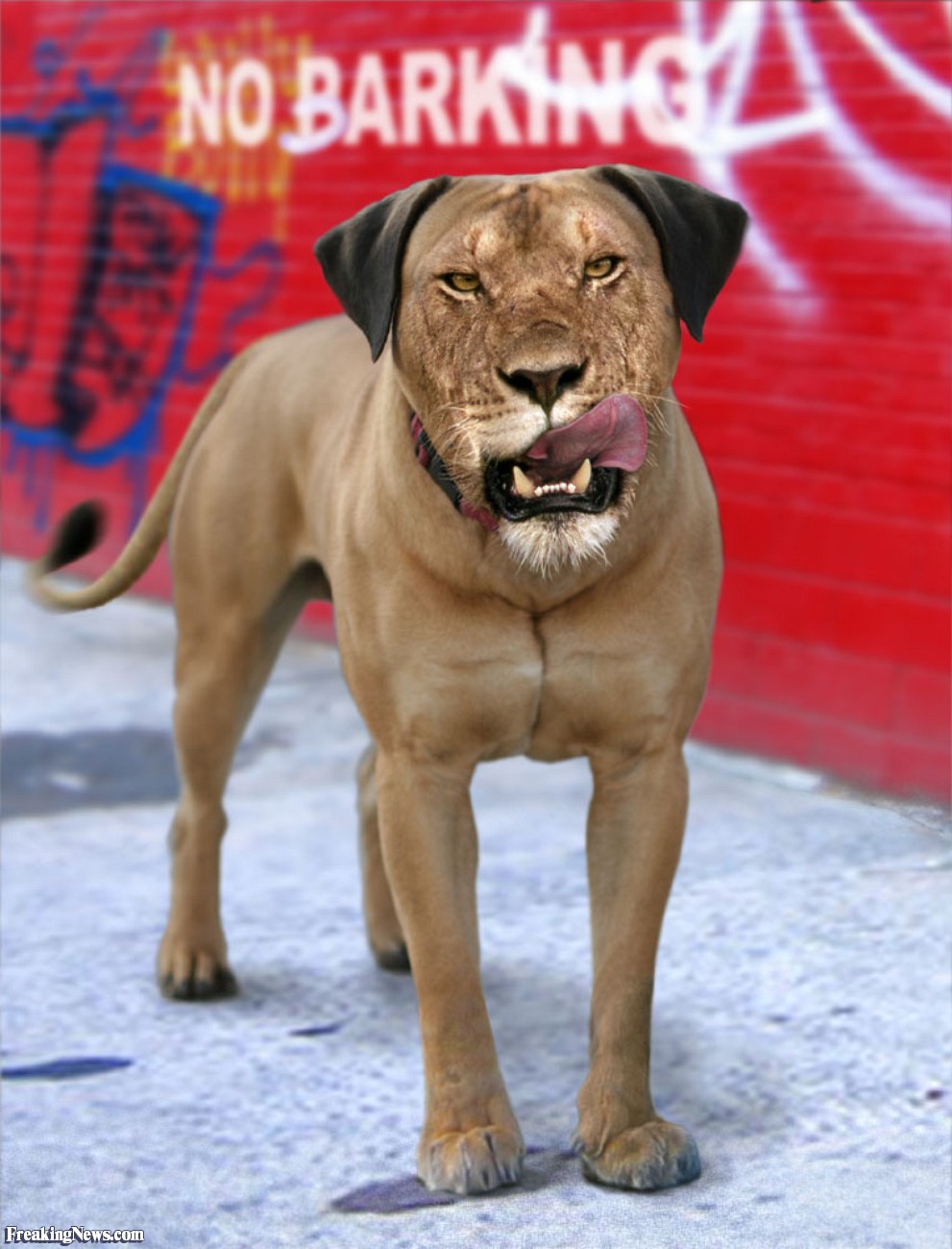 Lion-Dog-22645