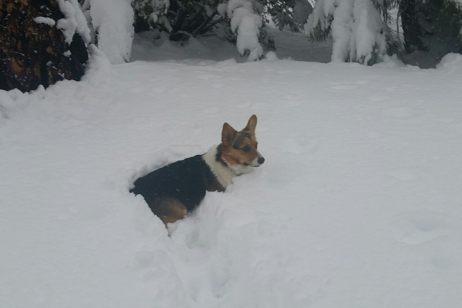 Winston snow